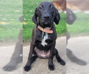 Labbe Dogs for adoption in Clarkston, MI, USA