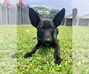 German Shepherd Dog Dogs for adoption in Naples, FL, USA