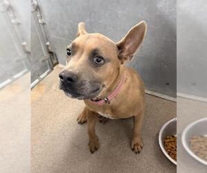 Mutt Dogs for adoption in HESPERIA, CA, USA