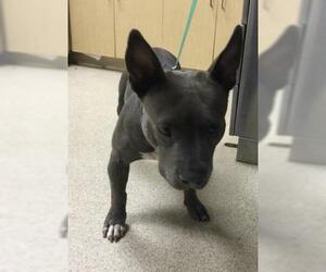 American Pit Bull Terrier-Unknown Mix Dogs for adoption in Riverside, CA, USA