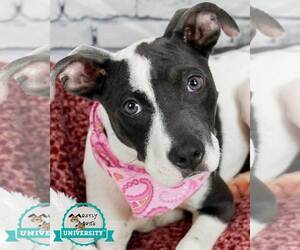 Bulldog-Jack Russell Terrier Mix Dogs for adoption in Kennesaw, GA, USA