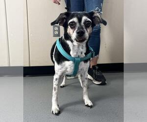 Raggle Dogs for adoption in Rockwall, TX, USA