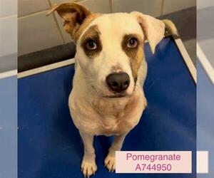 Mutt Dogs for adoption in San Antonio, TX, USA
