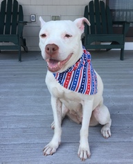 American Pit Bull Terrier-Unknown Mix Dogs for adoption in Philadelphia, PA, USA
