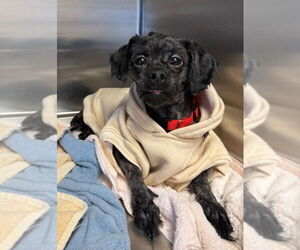 Shih Tzu Dogs for adoption in Gloversville, NY, USA