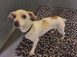 Chiweenie Dogs for adoption in Williston, VT, USA