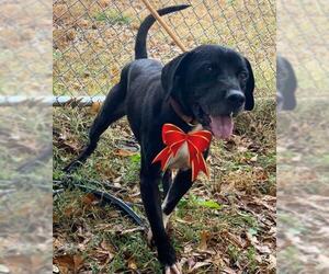 Labrador Retriever-Unknown Mix Dogs for adoption in Mt. Laurel, NJ, USA