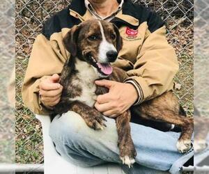 Mountain Cur Dogs for adoption in Westminster, MD, USA