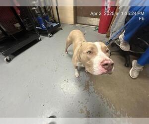 American Pit Bull Terrier Dogs for adoption in Ocala, FL, USA
