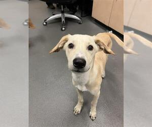 Labrador Retriever Dogs for adoption in Corpus Christi, TX, USA