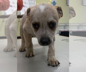 Mutt Dogs for adoption in Royal Palm Beach, FL, USA