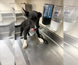 Labrador Retriever-Unknown Mix Dogs for adoption in Martinez, CA, USA