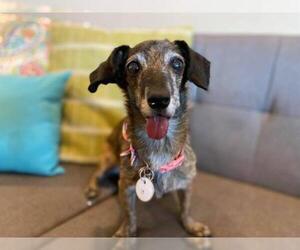Dachshund Dogs for adoption in  Ramona, CA, USA