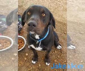 German Shorthaired Pointer Dogs for adoption in Stover, MO, USA