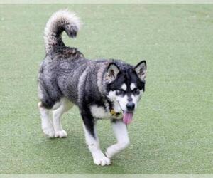 Alaskan Malamute Dogs for adoption in San Francisco, CA, USA