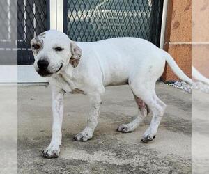 Catahoula Leopard Dog-Unknown Mix Dogs for adoption in San Antonio, TX, USA