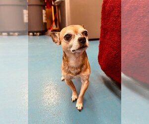 Chihuahua Dogs for adoption in Muskegon, MI, USA