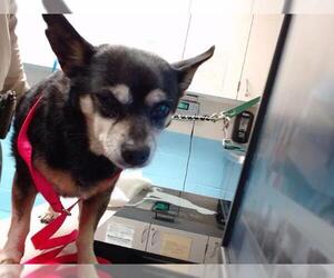 Chihuahua Dogs for adoption in Moreno Valley, CA, USA
