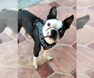 Boston Terrier Dogs for adoption in Oakley, CA, USA