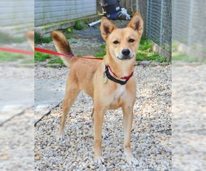 Mutt Dogs for adoption in Huntington, NY, USA