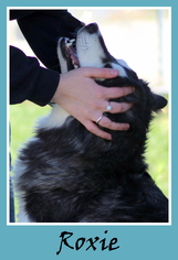 Medium Photo #1 Alaskan Husky-Unknown Mix Puppy For Sale in Sullivan, IN, USA