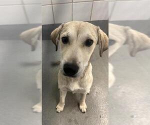 Labrador Retriever-Unknown Mix Dogs for adoption in San Antonio, TX, USA