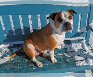 Small Bullboxer Pit