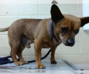 Chihuahua Dogs for adoption in Downey, CA, USA