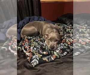 American Pit Bull Terrier-Unknown Mix Dogs for adoption in Ogden, UT, USA