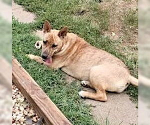 Carolina Dog-Unknown Mix Dogs for adoption in Mount Airy, NC, USA