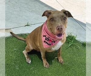 American Pit Bull Terrier Dogs for adoption in Fort Lauderdale, FL, USA