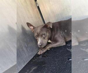 American Staffordshire Terrier Dogs for adoption in San Antonio, TX, USA