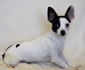 Rat-Cha Dogs for adoption in New Iberia, LA, USA