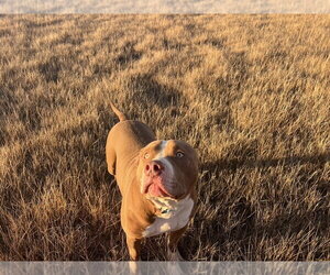 American Pit Bull Terrier-American Staffordshire Terrier Mix Dogs for adoption in MIDWAY, UT, USA
