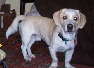 Basset Hound-Labrador Retriever Mix Dogs for adoption in Wolfeboro, NH, USA