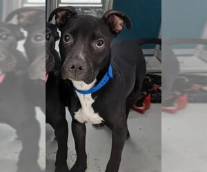 Mutt Dogs for adoption in Oklahoma City, OK, USA