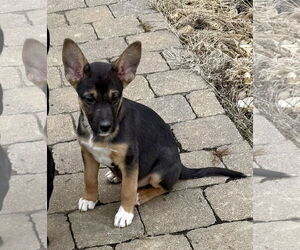 German Shepherd Dog-Unknown Mix Dogs for adoption in MIDWAY, UT, USA