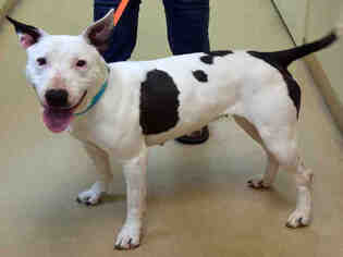 Bull Terrier Dogs for adoption in Ogden, UT, USA