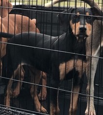 Doberman Pinscher-Unknown Mix Dogs for adoption in Spring , TX, USA