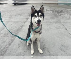 Siberian Husky Dogs for adoption in Corona, CA, USA