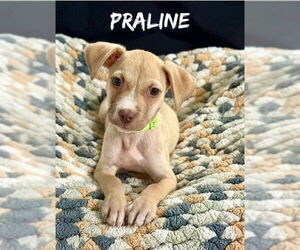 Catahoula Leopard Dog-Unknown Mix Dogs for adoption in Oakhurst, NJ, USA