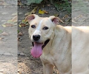 Labrador Retriever-Unknown Mix Dogs for adoption in Rockaway, NJ, USA