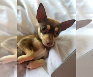 Chihuahua-Unknown Mix Dogs for adoption in Raleigh, NC, USA