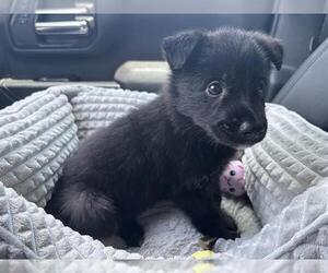 Border Collie-Unknown Mix Dogs for adoption in Grand Prairie, TX, USA