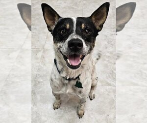 Mutt Dogs for adoption in San Angelo, TX, USA