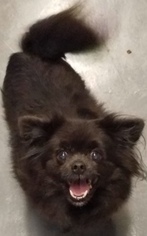 Pomeranian Dogs for adoption in Sistersville, WV, USA