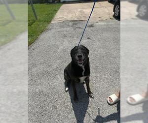 Shepradors Dogs for adoption in Houston, TX, USA