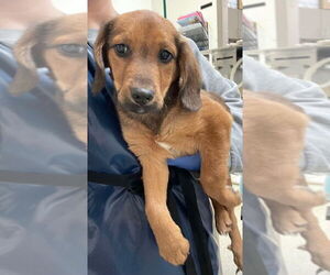 Dachshund-Unknown Mix Dogs for adoption in New York, NY, USA