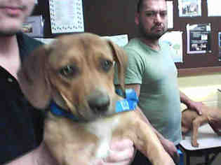 Medium Photo #1 Basset Hound Puppy For Sale in Stockton, CA, USA