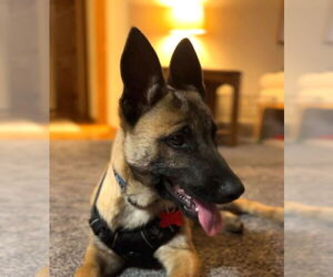 Medium Photo #2 German Shepherd Dog-Unknown Mix Puppy For Sale in Imlay City, MI, USA